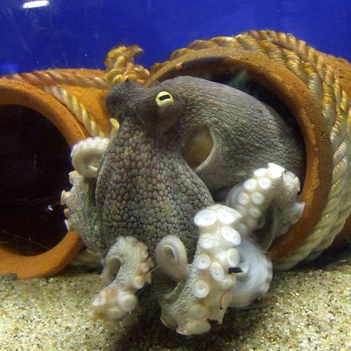 Pain in cephalopods